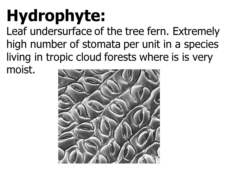 Hydrophyte: Leaf undersurface of the tree fern. Extremely high number of stomata per unit